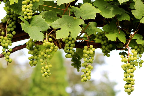 grape, vitis vinifera, climber, fruit, summer, vine, leaves HD wallpaper