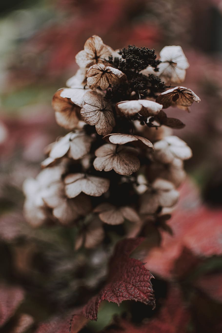 Selective Focus Photography of Gray Petaled Flower, blurred background HD wallpaper