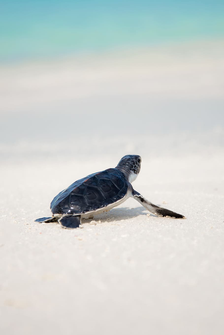 black turtle on sand, beach, shore, bokeh, blur, crawl, animal HD wallpaper