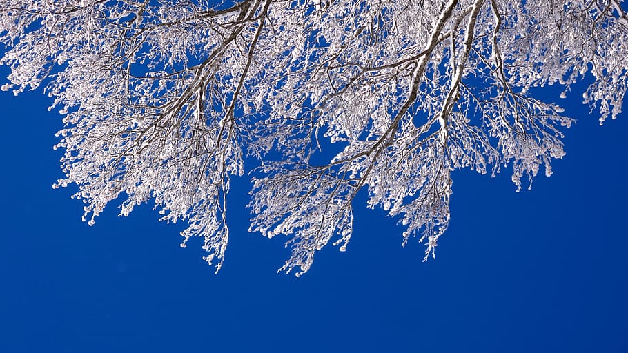 tree, winter, snow, ice, sky, blue, white, branch, sunlight HD wallpaper