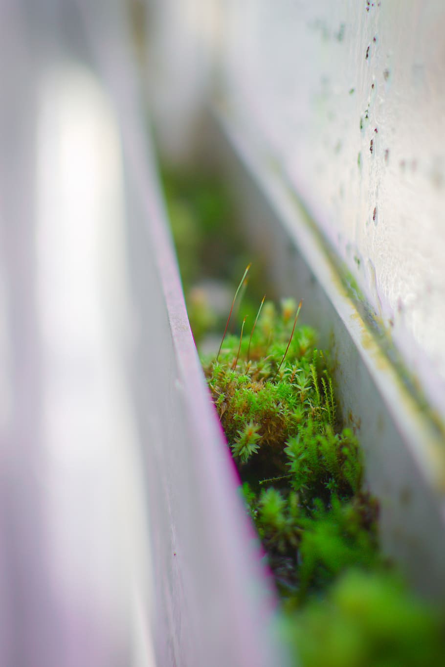 moss, plant, nature, window, green, miniature, life, greenery, HD wallpaper
