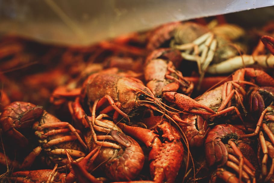 brown shrimps, food and drink, close-up, freshness, no people HD wallpaper