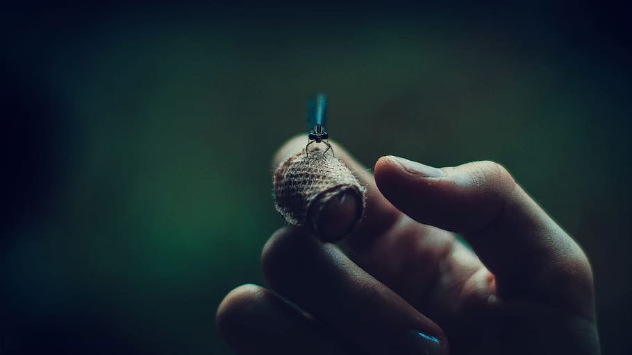 hand, firefly, insect, animal, human hand, human body part HD wallpaper