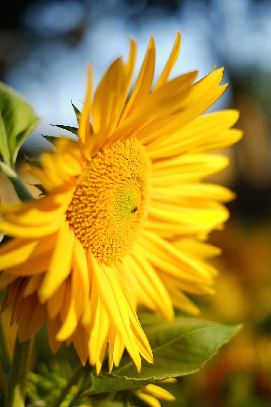 yellow daisy flower, flowering plant, vulnerability, petal, fragility HD wallpaper