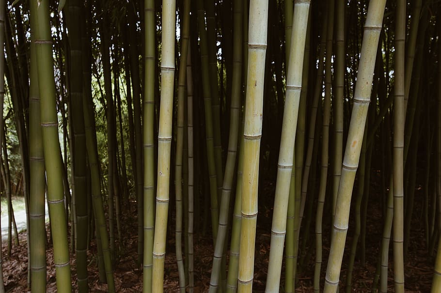 中国, 上海市, bamboo - plant, forest, bamboo grove, land, HD wallpaper