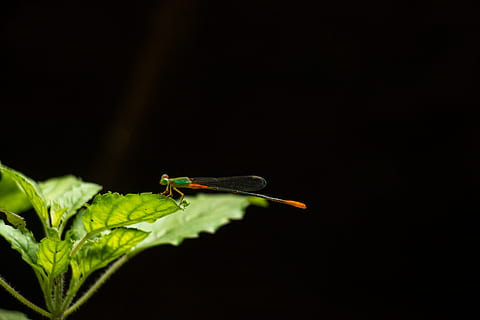 green dragonfly, thrissur, india, insect, bug, blossom, flora HD wallpaper