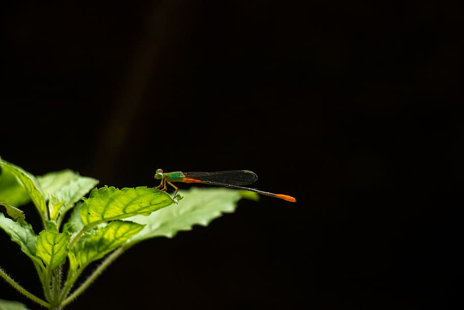 green dragonfly, thrissur, india, insect, bug, blossom, flora HD wallpaper