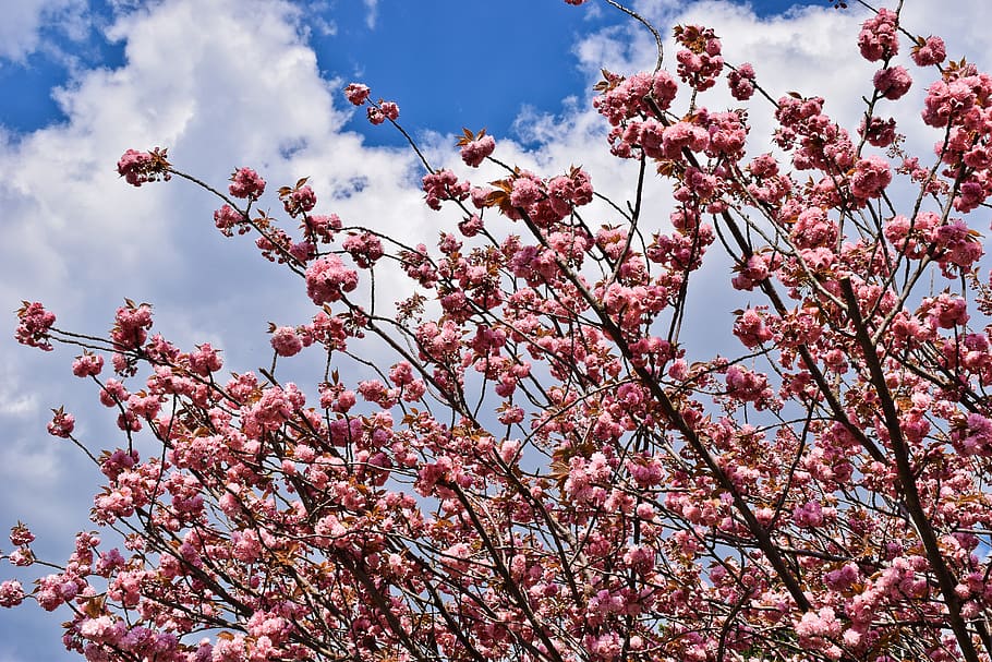tree, cherry, spring, blossom, bloom, nature, pink, cherry blossom HD wallpaper