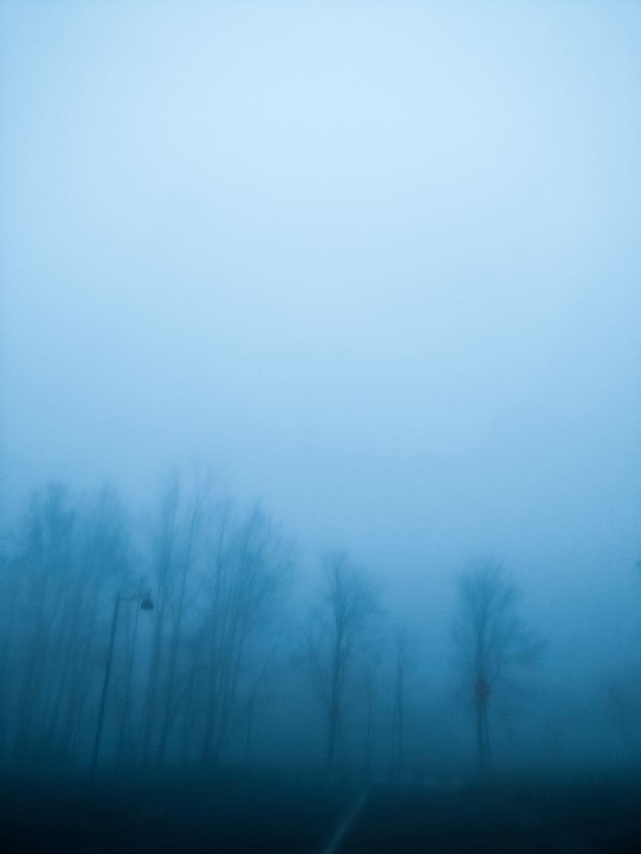italy, bergamo, fog, a foggy day, tree, environment, plant, HD wallpaper