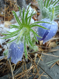 snowdrop, primula, spring, phlomis, plant, growth, close-up HD wallpaper