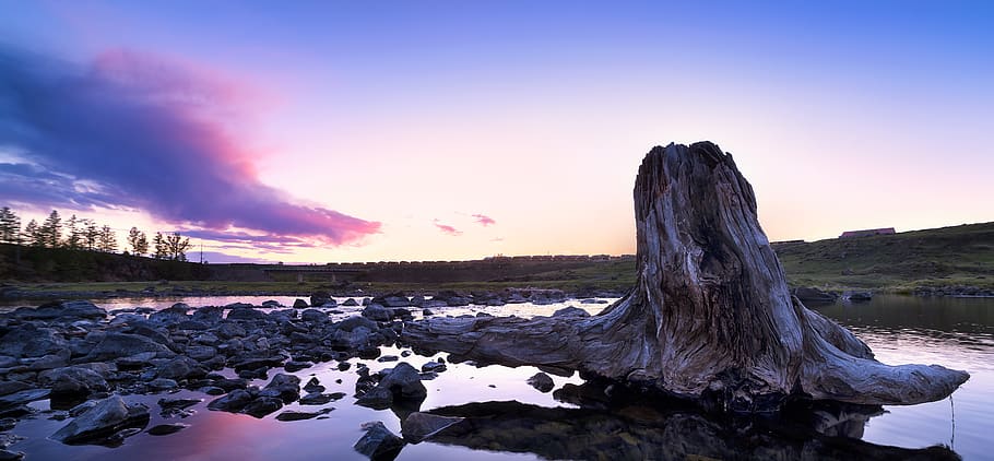 Tree Stump on Body of Water, clouds, dawn, daylight, landscape HD wallpaper