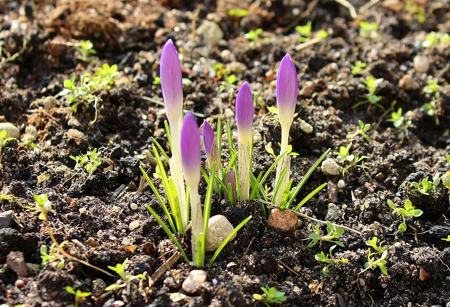 crocus, spring flowers, early spring, nature, plant, soil, growth HD wallpaper