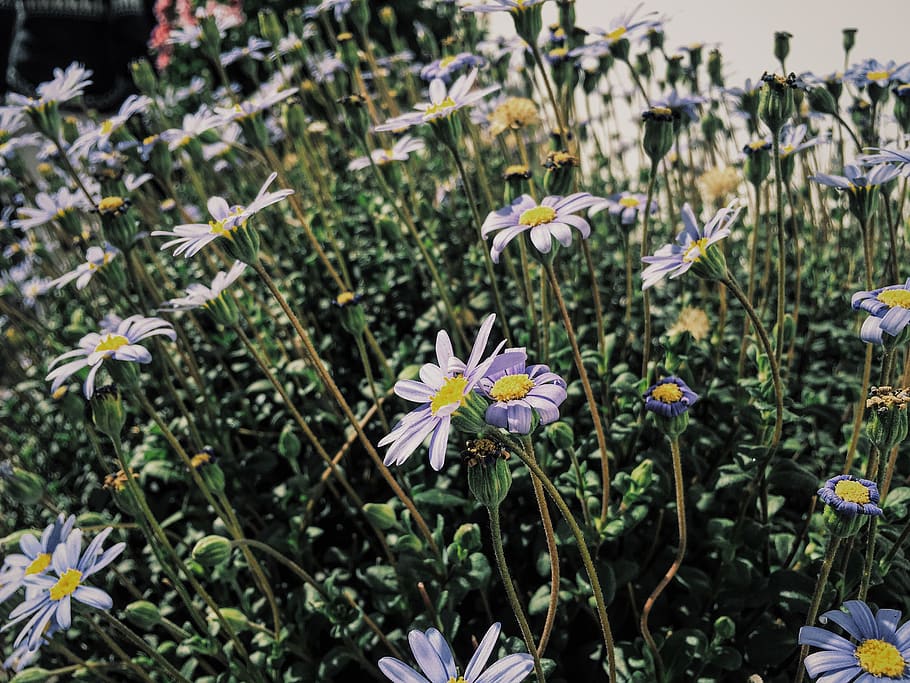 perú, cusco, color, nature, flower, light, flowering plant HD wallpaper