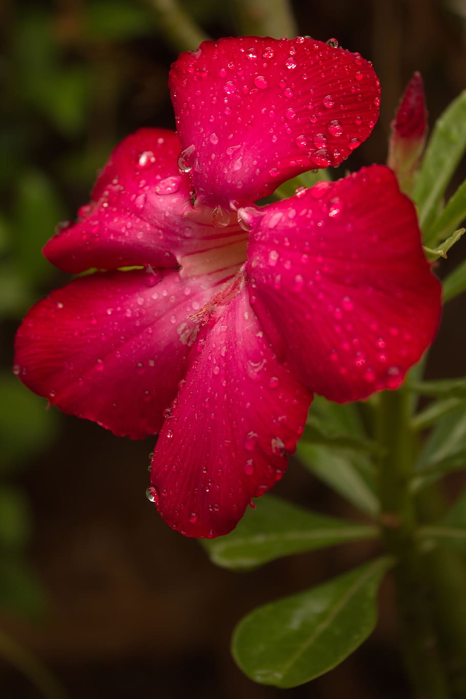 nature, flower, flora, bloom, beauty in nature, plant, freshness HD wallpaper