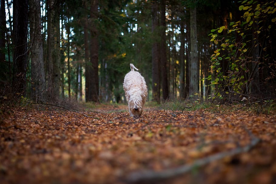 dog, autumn, forest, wood, nature, pet, outdoor, cute, bush, HD wallpaper