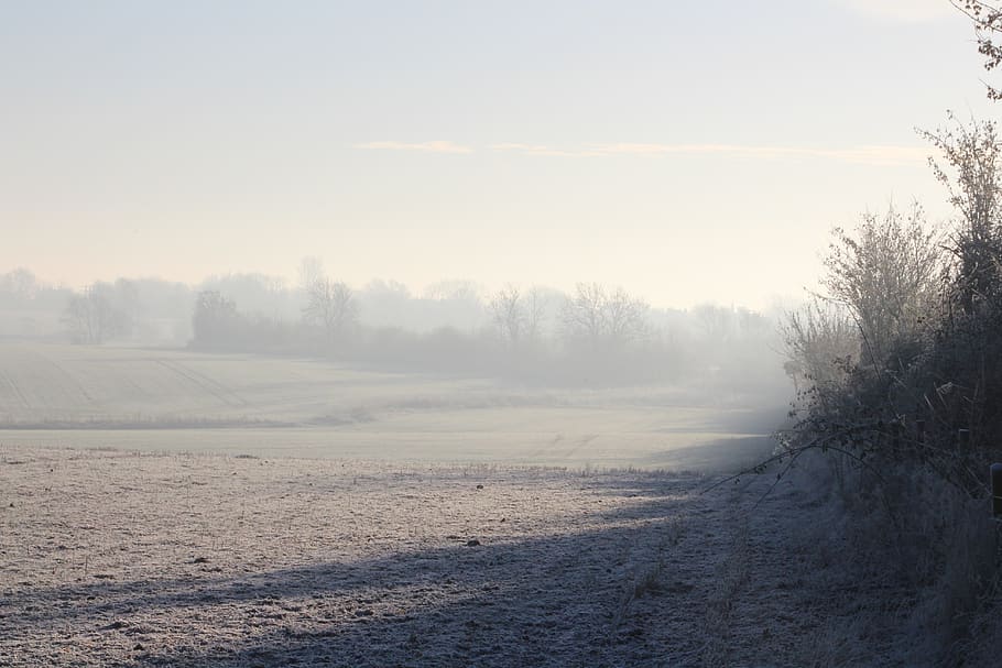 tree, frost, mist, dawn, landscape, cold, winter, branch, field HD wallpaper