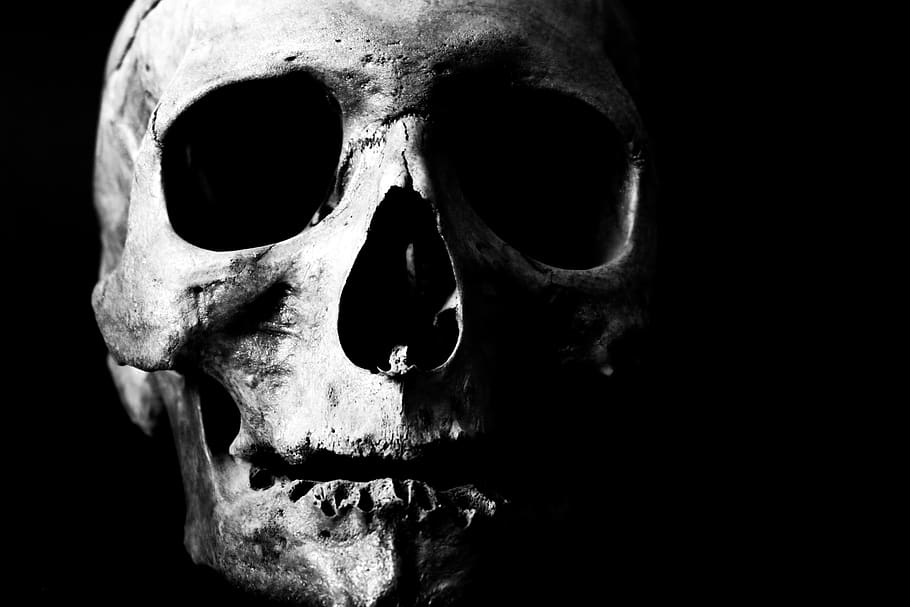 human, skull, skeleton, bone, head, death, dead, creepy, render, HD wallpaper