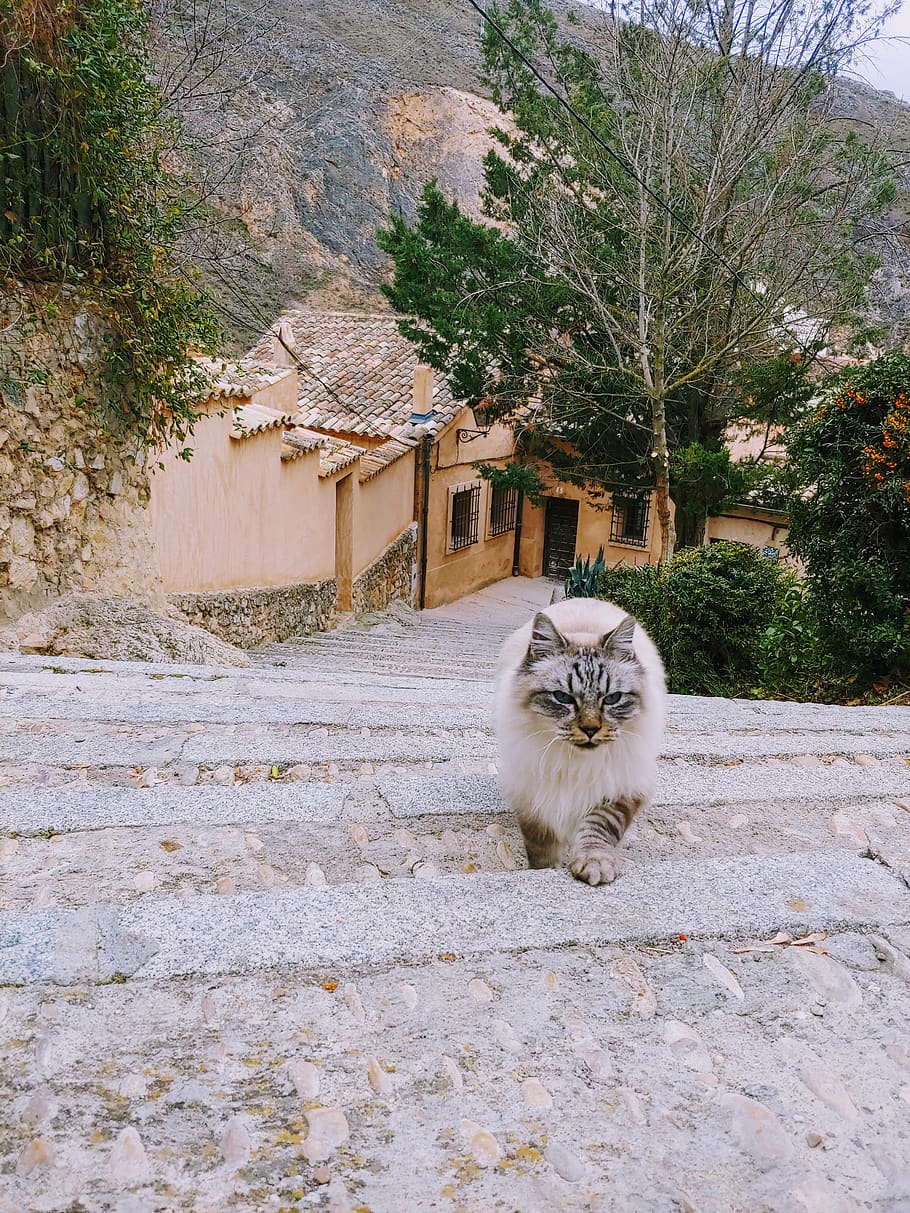 path, walkway, flagstone, cat, sidewalk, pavement, mammal, animal HD wallpaper