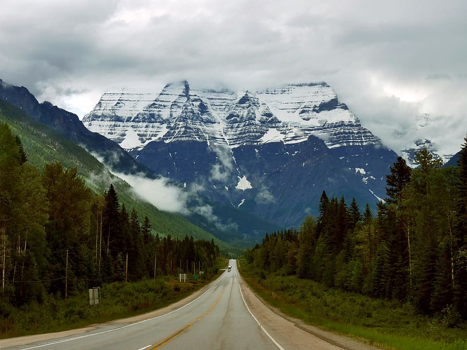 empty road with trees on side under white sky, the way forward HD wallpaper