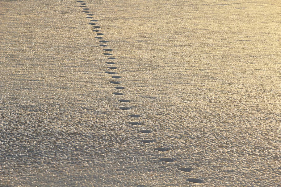 footsteps, snow, walking, stride, nature, ice, rough, slippery, HD wallpaper