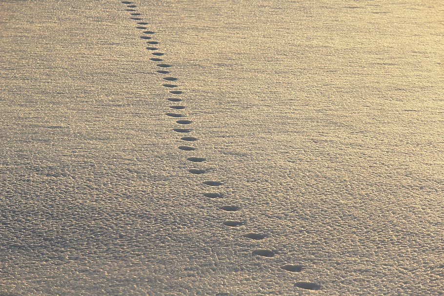 footsteps, snow, walking, stride, nature, ice, rough, slippery HD wallpaper