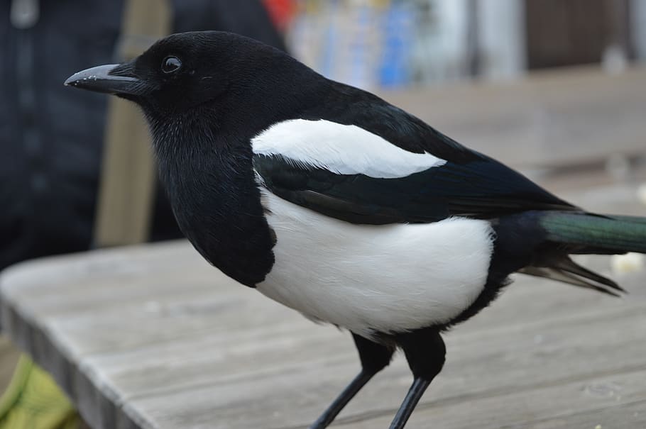 magpie, nature, animal themes, bird, one animal, vertebrate HD wallpaper