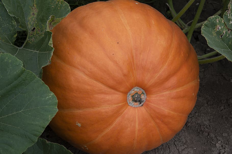 pumpkin, fall, pumpkin patch, autumn, halloween, orange, october HD wallpaper