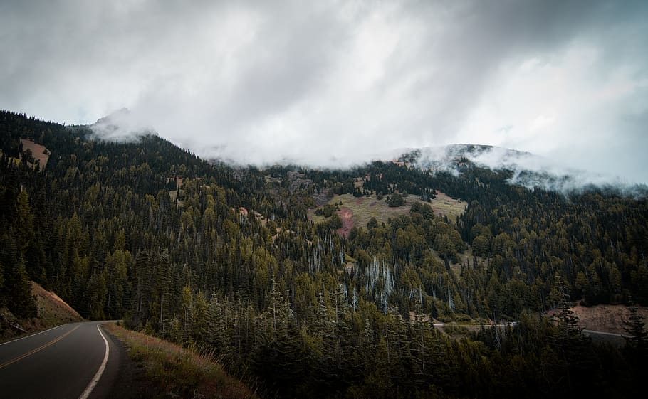 mountain roadside during daytime, tree, plant, conifer, abies HD wallpaper