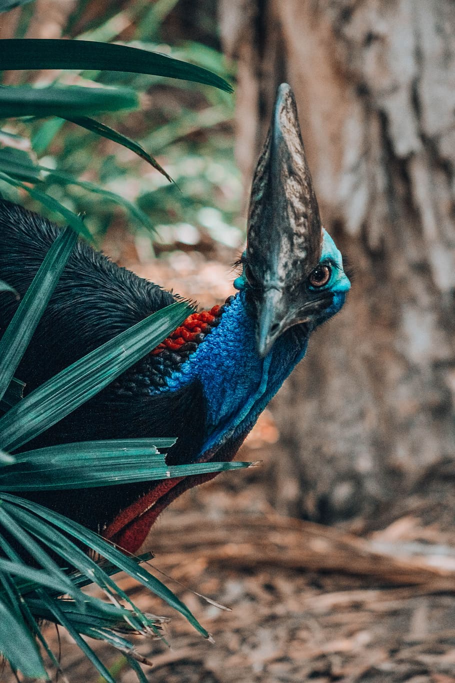 green and blue bird figurine, animal, queensland, australia, peacock, HD wallpaper