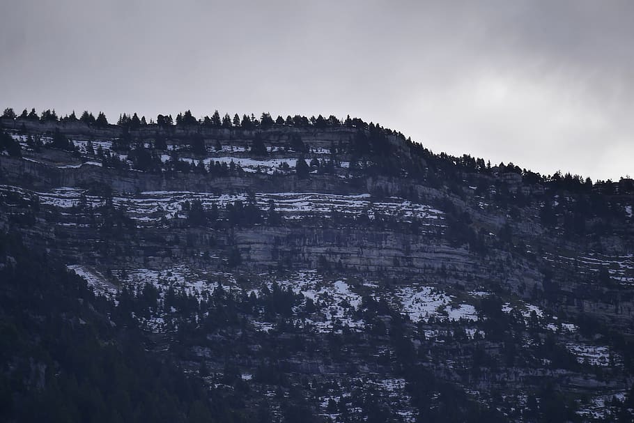 hdwallpaper, background, nature, landscape, forest, trees, snow HD wallpaper