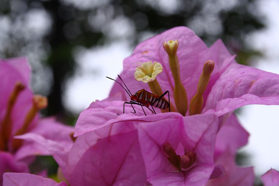 flower, insect, nature, macro, close up, blossom, bloom, summer HD wallpaper