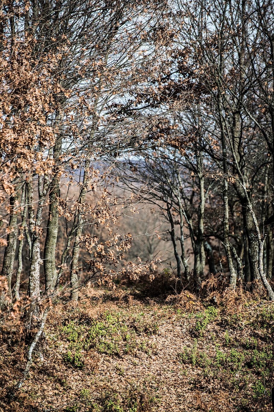 brown dried leaves trees, plant, tree trunk, ground, nature, forest HD wallpaper