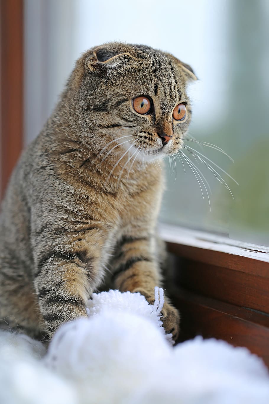 cat, striped, scottish, kitten, pompoms, wool, gray, white