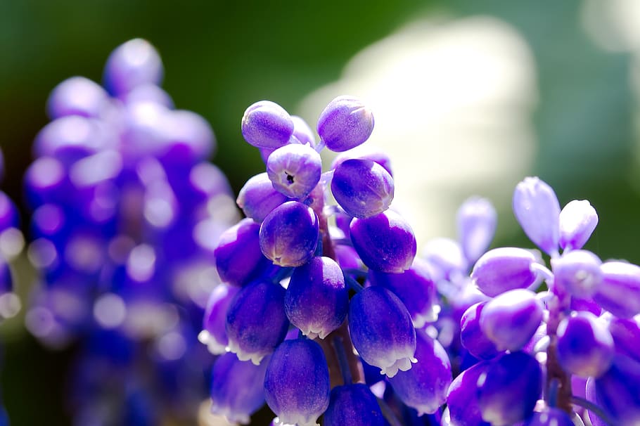 bleed, grape hyacinth, flower, spring, blue, garden plant, nature HD wallpaper