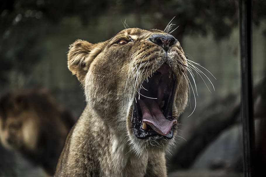 lioness yawning, one animal, mammal, animal themes, animal wildlife HD wallpaper