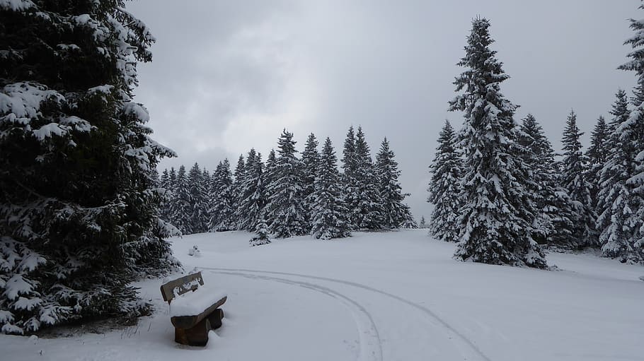 black forest, snow, winter, cold, landscape, nature, wintry HD wallpaper