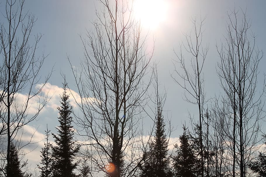 trees, clouds, nature, woods, forest, sun flare, sky, plant HD wallpaper