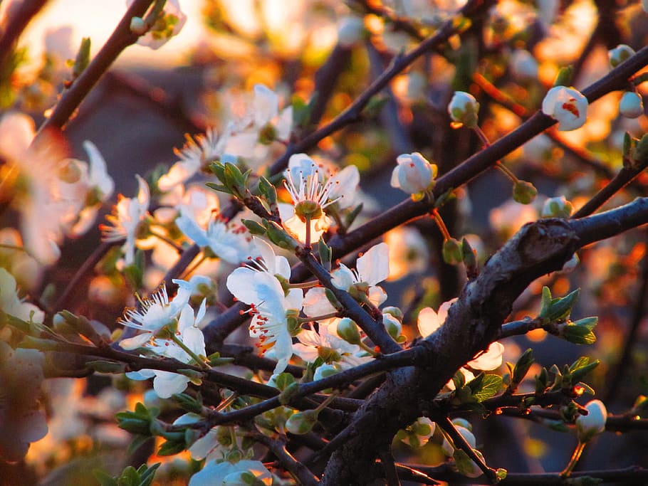 trees, flowers, spring, warm, plant, beauty in nature, branch HD wallpaper