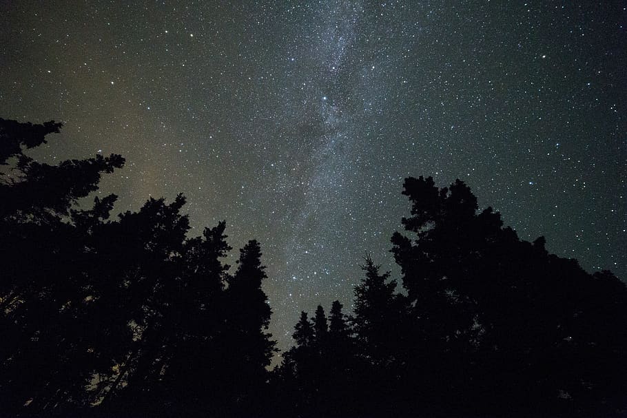 Silhouette of Tress, constellation, dark, evening, low angle shot HD wallpaper