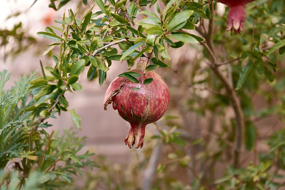 granada, tree, fruit, leaves, red, exotic, food, plant, healthy eating HD wallpaper