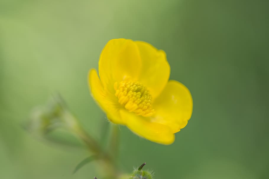 Macro Shot Photography of Yellow Flower, bloom, blooming, blossom HD wallpaper