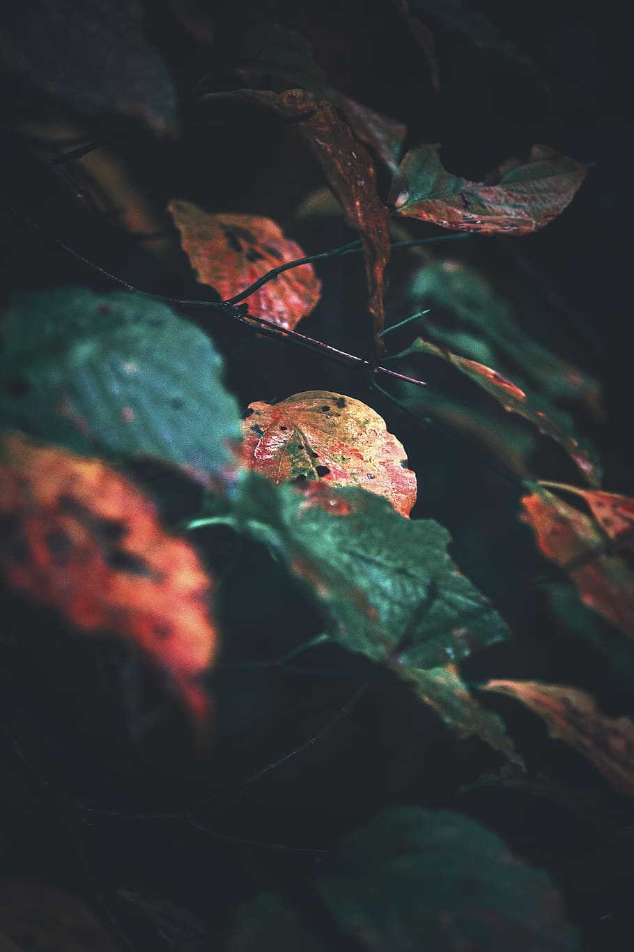 fall, leaves, georgia, mountains, trees, fall colors, fall detail HD wallpaper