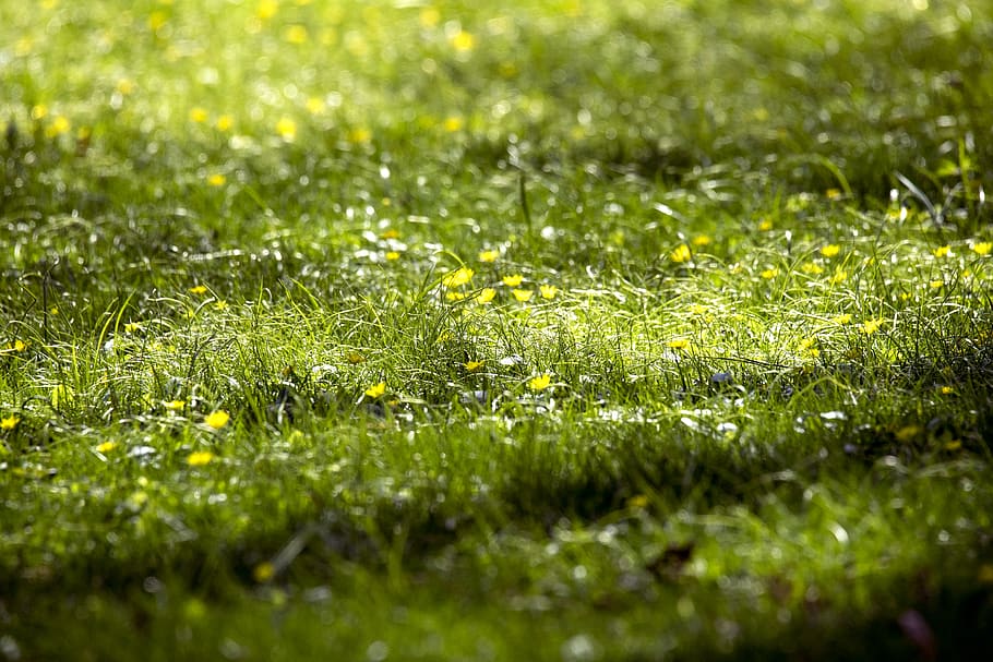 green lawn field, grass, plant, flora, vegetation, bush, moss HD wallpaper