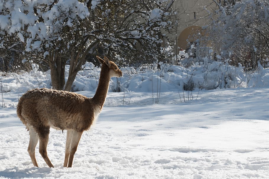 winter, roe deer, animal, animal world, landscape, nature, wild, HD wallpaper