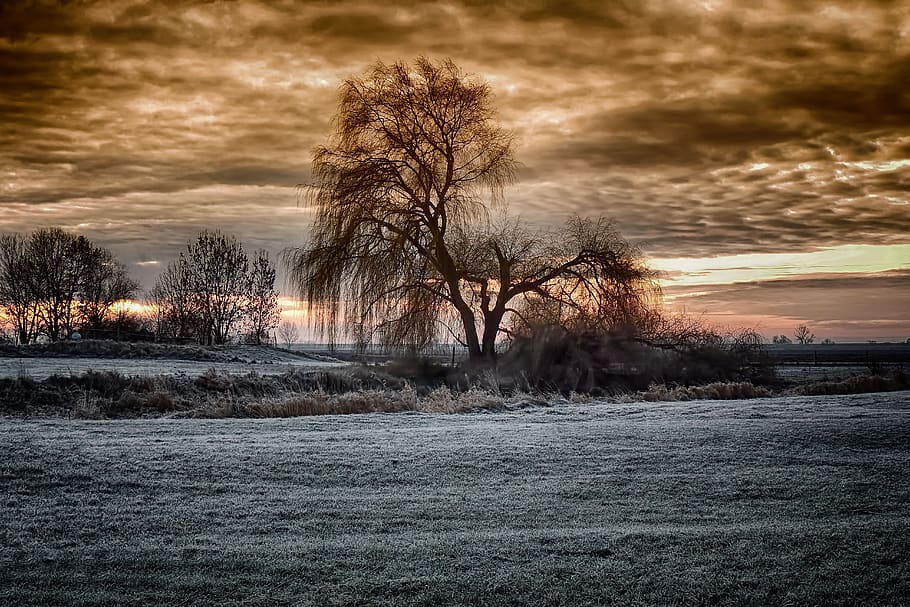 winter sunrise, pasture, weeping willow, tree, cold, frosty, HD wallpaper