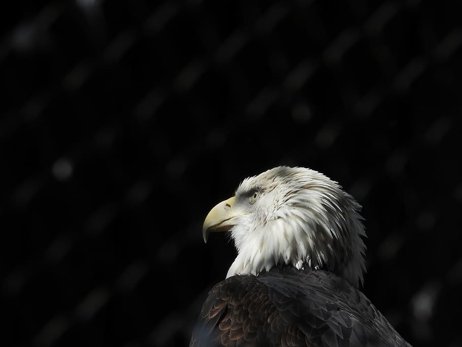 bird, eagle, animals, plumage, head, beak, pen, nature, animal themes HD wallpaper