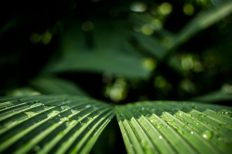 germany, hanover, botanic, nature, leave, raindrop, plant, desktop HD wallpaper