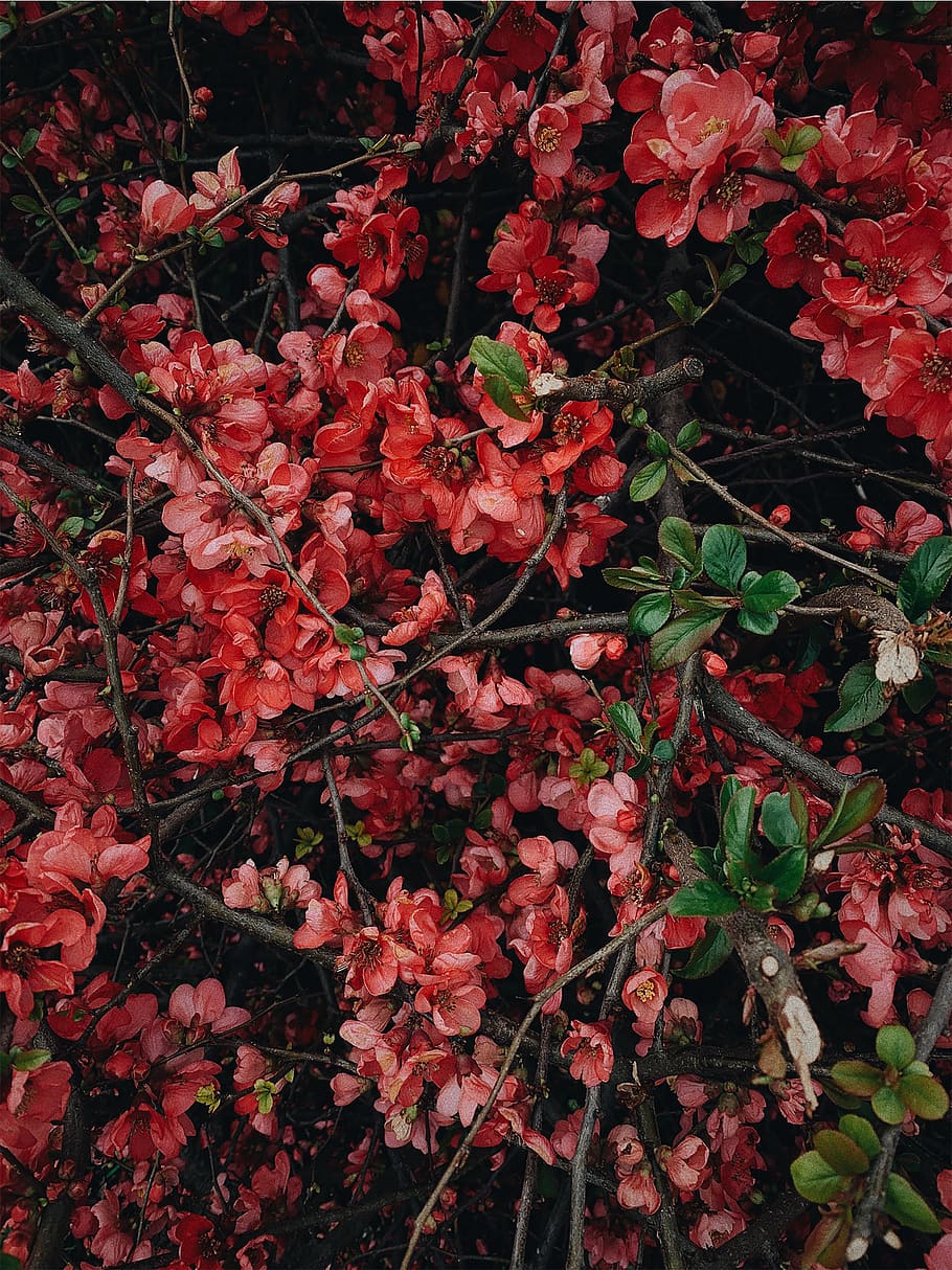 plant, leaf, tree, flower, magdeburg, germany, universität HD wallpaper