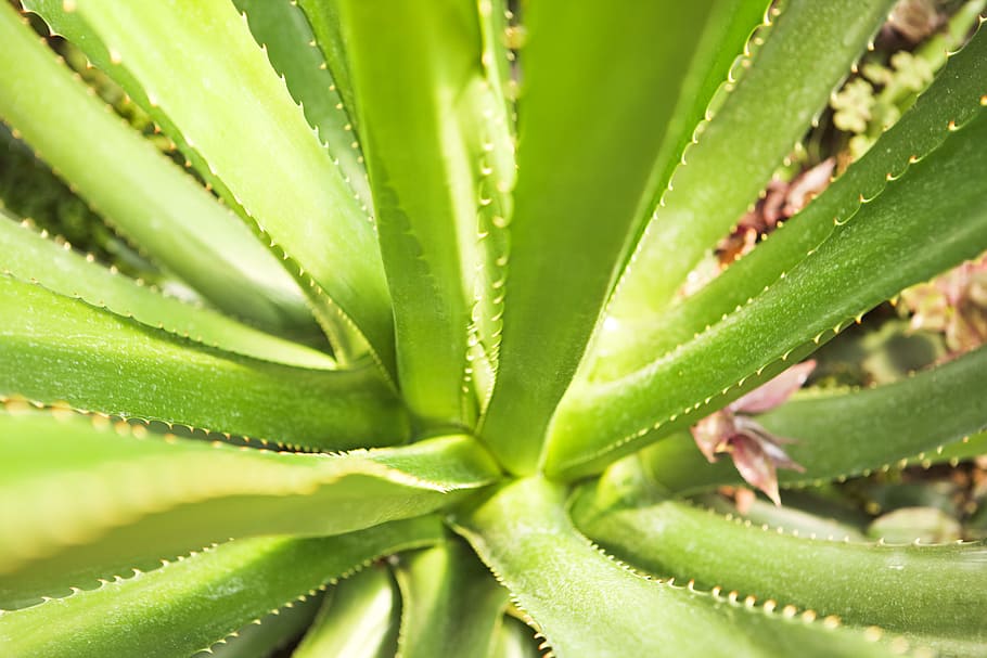backdrop, background, close-up, closeup, environment, flora HD wallpaper