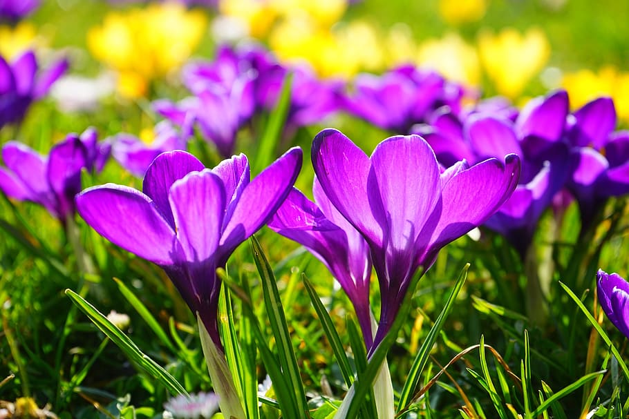 Purple Flower, bloom, blossom, crocus, flora, floral, flowers HD wallpaper